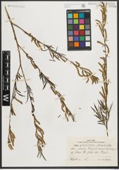 Foto von Salix michelsonii Goerz ex Nasarow